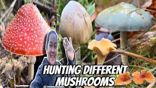 HUNTING DIFFERENT MUSHROOMS IN FINLAND| THE LINDEMANS