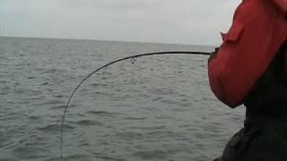 Monster Trout Biggest Lake Trout  Ever Lake Michigan Fishing!!!!!  For Me!!