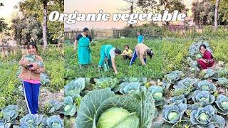 Organic vegetables  || Finally home after a long days || village life In Assam ||