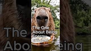 The One About Being Energy Efficient... Bob The Capybara Vlog Shorts 1 #capybara #vlog