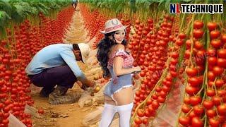 The Most Modern Agriculture Machines That Are At Another Level , How To Tomatoes In Farm