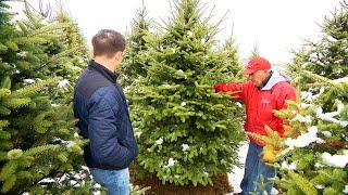 How to Pick the Best Christmas Tree