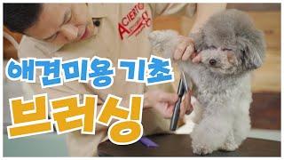 강아지 털 빗질하는 방법 쉽게 알려줄게! / puppy brushing