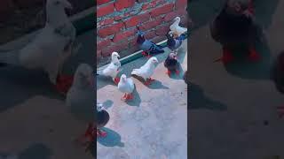 i am pigeon lover