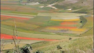 CASTELLUCCIO DI NORCIA  - FIORITURA 2024 -4K