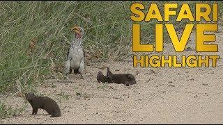 Hilarious dwarf mongoose plays dead for hornbill!