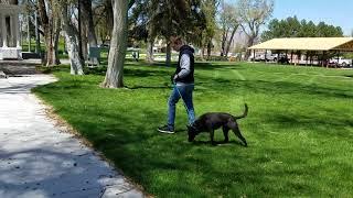 Gem a very anxious mix breed doing our dog training program.