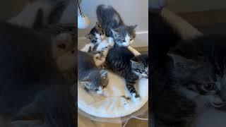 New foster kittens! They are still learning to love people  #kittens #cats #kitten #cutecat #kitty
