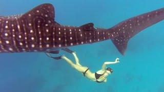 GoPro Awards: Ocean Ramsey and a Whale Shark