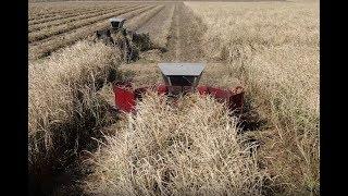 Whole Stalk Cane Cutting and Loading - Louisiana 2019 Grinding 4K