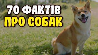 70 ФАКТІВ ПРО СОБАК | ЦІКАВО ЗНАТИ