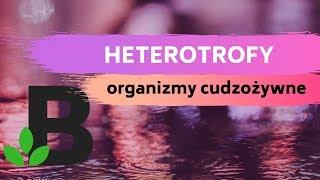 HETEROTROFY organizmy cudzożywne Podział heterotrofów - KOREPETYCJE z BIOLOGII - 242