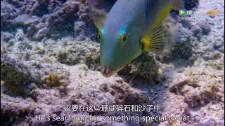 Blue Planet II 蓝色星球2 第一集：同一个海洋One Ocean BBC纪录片 中文字幕