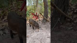 OMG!!These wild boar pig trap using  wood#pigtrap #shortvideo #wild #wildboarfarm #pighunting #viral