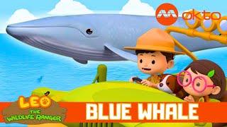 BLUE WHALE Calf Adventure   | Leo the Wildlife Ranger Spinoff S5E19 | @mediacorpokto