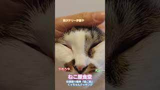 #くぅちゃんクッキング#炊飯器#簡単#猫ご飯#手作り猫ご飯#野良猫#猫#保護猫#ペット#犬#らーめん#塩らーめん#味噌ラーメン#喜多方ラーメン#炒飯#チャーシュー#餃子#カシスオレンジ#みれい