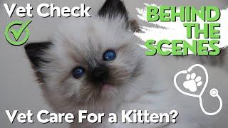 Ragdoll Kitten Vet Care  Behind the Scenes at a Vet Clinic