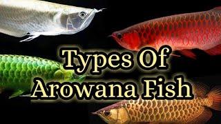 Different Types Of Arowana Fish And Price List in India 2020