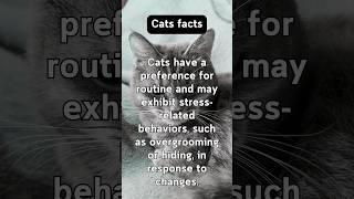 Illuminating Cat Facts #behavior #pets #educational