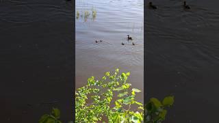 Омские утки (ястребы) #disney #nostalgia