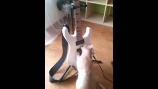 Some Cat playing metal