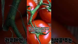 우리가 몰랐던 토마토 상식! #토마토 #shorts #short