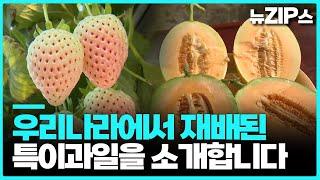 우리나라에도 이런 특이과일이?  | 뉴스모음집 뉴집스