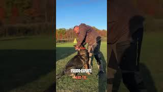 Dog training with pain, fear and violence!