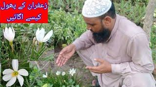 زعفران کے پودے اور پھول/Saffron plants and flowers