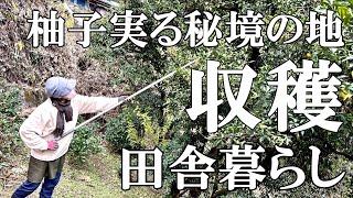 【柚子収穫】秘境の地での黄柚子採り  収穫柚子で柚子胡椒と柚子大根作り  猫ワクチンと健康診断   自然豊かな山奥暮らしの日々｜村暮らし｜移住｜料理【標高800mの田舎暮らし】