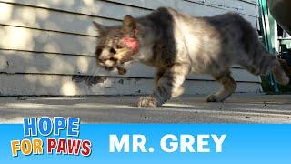 Homeless cat with an injury to his face needed our help urgently. #catrescue