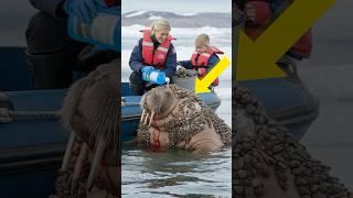 A Walrus injured by barnacles was successfully rescued by a female rescuer