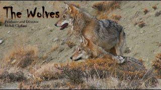 Wildlife of Iran: Wolves/ حیات وحش ایران: گرگها