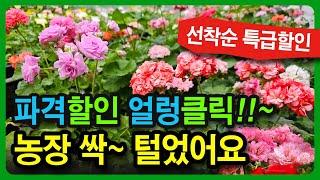 10월26일 30종 개별분양 한국K제라늄 유럽제라늄, #제라늄전국택배 010-2920-1173  랜덤박스  K제라늄 4종 6종도 구매 가능 합니다.