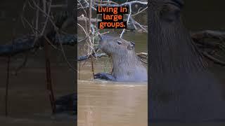 The Incredible World of The Capybara | The Wild Animal Facts