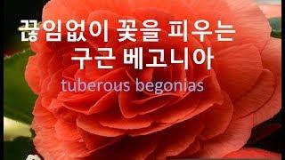 [ENG CC] Tuberous Begonias grow and care 구근 베고니아 기르기.