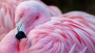 This is where flamingos get their pink color | Weird flamingo facts / why are flamingos pink