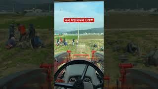 양파 작업 이제 끝이보입니다!! 다들 더위 조심하세요 #양파 #작업 #마무리 #청년농부 #구독과좋아요 #farming #farm #고령군