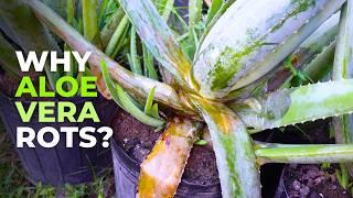 What Causes Aloe vera Leaf Rot?