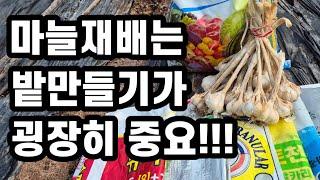 마늘재배 밭만들기 소홀히 하면 안되는 이유(#마늘재배,#마늘밭만들기,#마늘농사,#마늘밭)