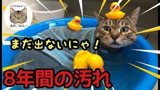 元野良猫さん初めてのお風呂（野良歴8年の汚れを落としてみた）