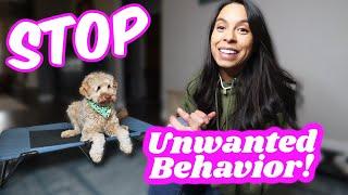 HOW TO: Teach Your Dog "PLACE"  STOPS: jumping, barking, nipping & zoomies!