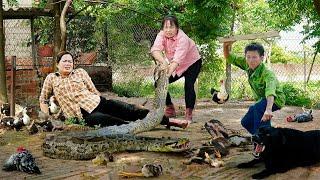 Harvesting Tomatoes & goes to Market Sell - Rescues Sister & Chicken Farm From Invading Giant Python