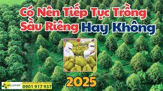 Có Nên Tiếp Tục Trồng Sầu Riêng Hay Không