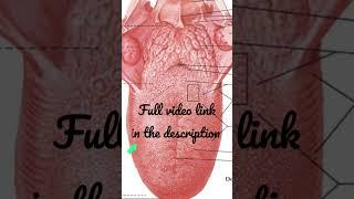 Tongue - Parts #Anatomy #mbbs #education