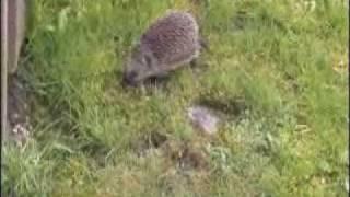 Igel