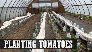 Planting Tomatoes