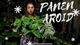 Panen aroid di kebun kecilku| panen philodendron dan monstera