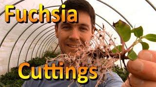 How to Propagate Cuttings of Fuchsia | Rooting Cuttings of Plants