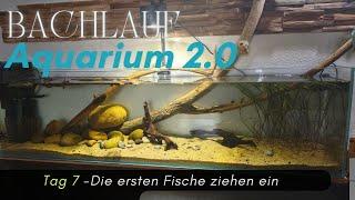 Projekt Bachlauf Aquarium 2.0  -Tag 7 -Die ersten Fische ziehen ein!